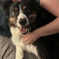 Thumbnail photo of Blaze #3