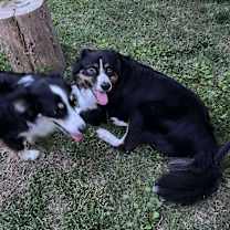 Thumbnail photo of Blaze #4