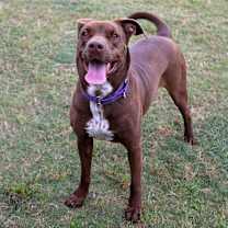 Thumbnail photo of Godiva #4