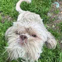 Thumbnail photo of Scrappy #1