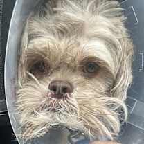 Thumbnail photo of Scrappy #3