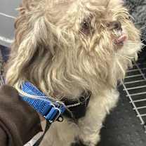 Thumbnail photo of Scrappy #4