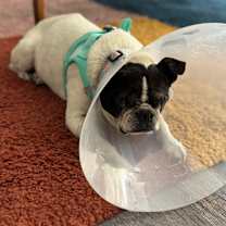 Thumbnail photo of Mai Tai 13031 #4