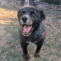 Thumbnail photo of Bowie #2