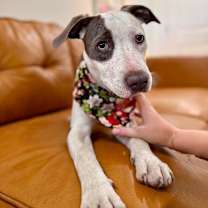 Thumbnail photo of Panda Rue the sweetest little peach #1