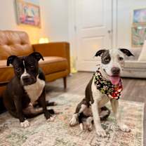 Thumbnail photo of Panda Rue the sweetest little peach #3