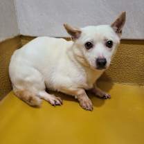 adopt-pet