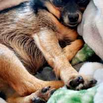 Thumbnail photo of Sassy - Girl's Best Friend #1