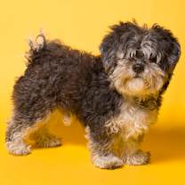 Thumbnail photo of Brad #2