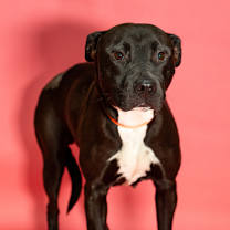 Thumbnail photo of Roxi #1