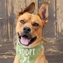 Thumbnail photo of Holly - Adopt Me! #1