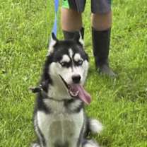 Thumbnail photo of Luna #1