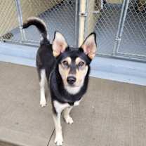 Thumbnail photo of Howie #4