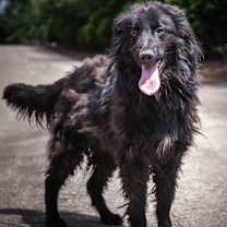 Thumbnail photo of Carlton Collie Mix #2