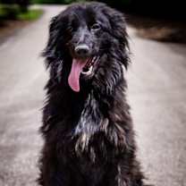 Thumbnail photo of Carlton Collie Mix #3