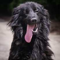 Thumbnail photo of Carlton Collie Mix #4