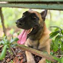 Thumbnail photo of Molly - Located in Florida #3