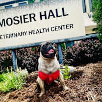 Thumbnail photo of Momo #2