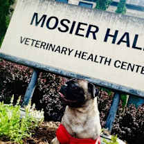 Thumbnail photo of Momo #3