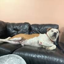Thumbnail photo of Moose #2