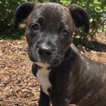 Thumbnail photo of Theo #1