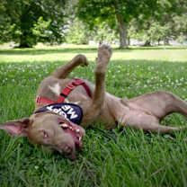 Thumbnail photo of Noodles #2