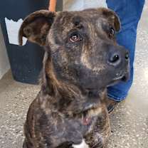 Thumbnail photo of Theo #2