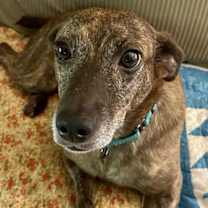 Thumbnail photo of Scout #2