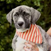 Thumbnail photo of Brinley #1