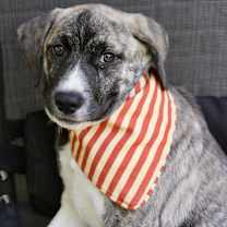 Thumbnail photo of Brinley #3