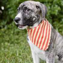 Thumbnail photo of Brinley #4