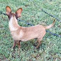 Thumbnail photo of Jojo Bean #4