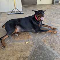 Thumbnail photo of Dobie #2