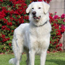 adopt-pet