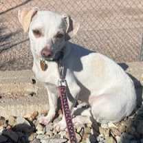 adopt-pet