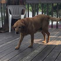 Thumbnail photo of Red #4