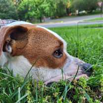 Thumbnail photo of Chester #1