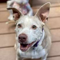 Thumbnail photo of Doris aka Dora #2