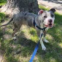 Thumbnail photo of Gorgonzola #2