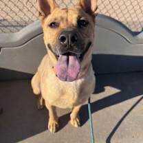 adopt-pet