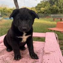 Thumbnail photo of Porter #3