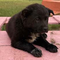 Thumbnail photo of Ember #3