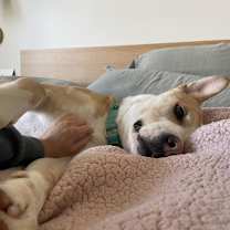 Thumbnail photo of Roscoe #3