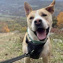 Thumbnail photo of Roscoe #4