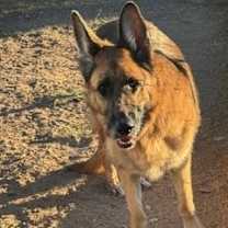 Thumbnail photo of Baylee #1