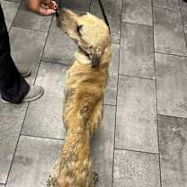 Thumbnail photo of Rosalie TX #4