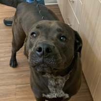 Thumbnail photo of Tankster #2