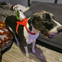 Thumbnail photo of Moonwatcher / Tarin #4