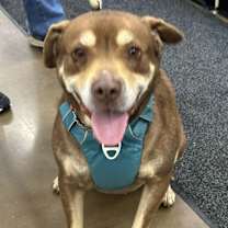 Thumbnail photo of Rowdy #3