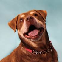 Thumbnail photo of Rowdy #4